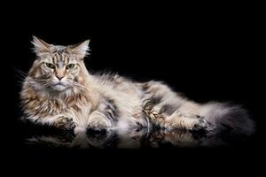 Studio Schuss von ein bezaubernd Tabby Katze foto