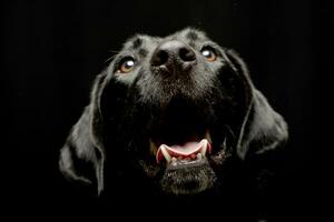 Porträt von ein bezaubernd gemischt Rasse Hund foto