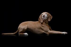 Studio Schuss von ein bezaubernd ungarisch vizsla foto