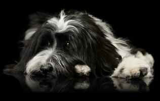 Studio Schuss von ein bezaubernd tibetanisch Terrier Lügen auf schwarz Hintergrund und suchen traurig foto