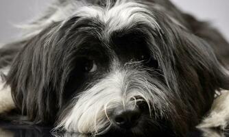 Studio Schuss von ein bezaubernd tibetanisch Terrier Lügen auf grau Hintergrund und suchen traurig foto