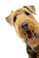 Porträt von ein bezaubernd airedale Terrier foto