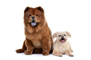 Studio Schuss von ein bezaubernd havanese und ein Chow Chow foto