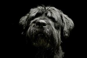 Porträt von ein bezaubernd schwarz Russisch Terrier foto