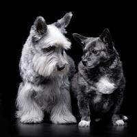 Studio Schuss von ein bezaubernd Miniatur Schnauzer und ein gemischt Rasse Hund foto