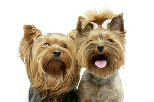 Porträt von zwei bezaubernd Yorkshire Terrier foto