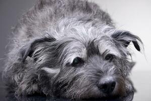 Studio Schuss von ein bezaubernd gemischt Rasse Hund foto