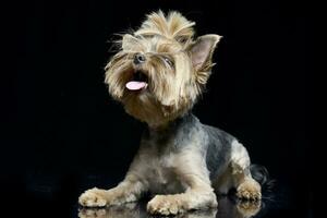 Studio Schuss von ein bezaubernd Yorkshire Terrier foto