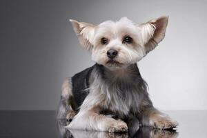 Studio Schuss von ein bezaubernd Yorkshire Terrier foto