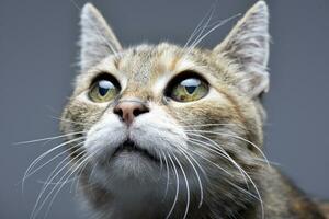 Porträt von ein bezaubernd Tabby Katze foto