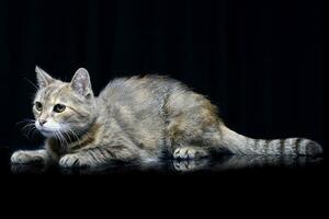 Studio Schuss von ein bezaubernd Tabby Katze foto