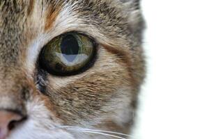 schließen Porträt von ein bezaubernd Tabby Katze foto