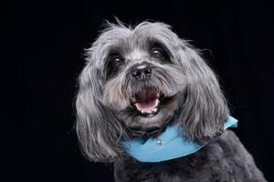 Porträt von ein bezaubernd havanese Hund foto