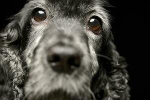 Porträt von ein bezaubernd Englisch Cocker Spaniel foto