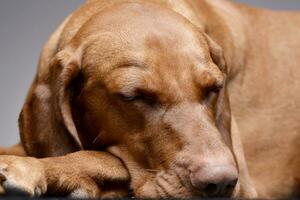 Porträt von ein bezaubernd ungarisch vizsla foto