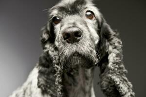 Porträt von ein bezaubernd Englisch Cocker Spaniel foto