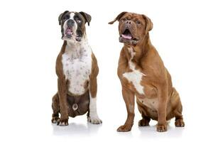 Studio Schuss von ein bezaubernd Boxer und ein Dogge de Bordeaux foto