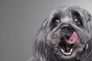 Porträt von ein bezaubernd havanese Hund foto