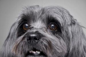 schließen Porträt von ein bezaubernd havanese Hund foto