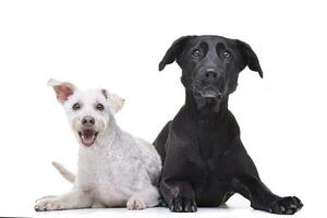 Studio Schuss von zwei bezaubernd gemischt Rasse Hund foto