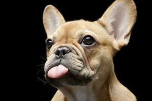 ein bezaubernd Französisch Bulldogge erstreckt sich aus ihr Zunge foto
