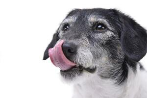 Porträt von ein bezaubernd gemischt Rasse Hund foto