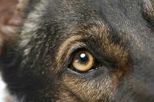 schließen Schuss von ein bezaubernd Deutsche Schäfer Hund Auge foto