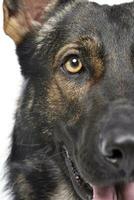 schließen Porträt von ein bezaubernd Deutsche Schäfer Hund suchen neugierig beim das Kamera foto