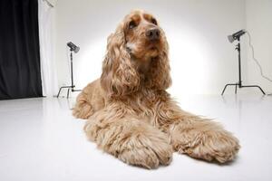 Studio Schuss von ein bezaubernd Englisch Cocker Spaniel foto