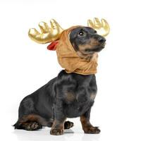 ein bezaubernd Dackel tragen ein Weihnachten Hirsch Deckel foto