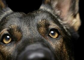schließen Porträt von ein bezaubernd Deutsche Schäfer Hund suchen neugierig beim das Kamera foto