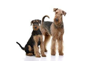 Studio Schuss von zwei bezaubernd airedale Terrier foto