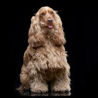 Studio Schuss von ein bezaubernd Englisch Cocker Spaniel foto