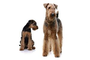 Studio Schuss von zwei bezaubernd airedale Terrier foto