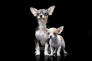 Studio Schuss von drei bezaubernd Chihuahua foto