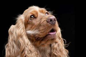 Porträt von ein bezaubernd Englisch Cocker Spaniel foto