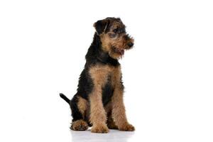 Studio Schuss von ein bezaubernd airedale Terrier foto