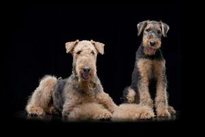 Studio Schuss von zwei bezaubernd airedale Terrier foto