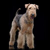 Studio Schuss von ein bezaubernd airedale Terrier foto