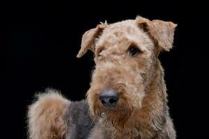 Porträt von ein bezaubernd airedale Terrier foto