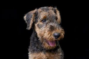 Porträt von ein bezaubernd airedale Terrier foto