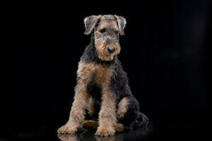 Studio Schuss von ein bezaubernd airedale Terrier foto