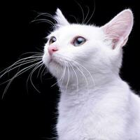 Porträt von ein bezaubernd inländisch Katze foto