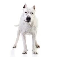 Studio Schuss von ein bezaubernd dogo Argentino foto