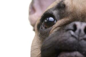schließen Porträt von ein bezaubernd Französisch Bulldogge foto