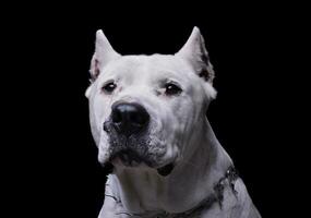 Porträt von ein bezaubernd dogo Argentino suchen neugierig beim das Kamera foto