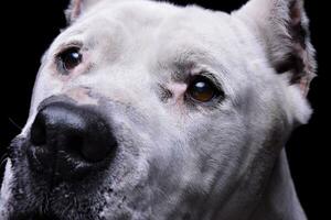 schließen Porträt von ein bezaubernd dogo Argentino suchen neugierig foto