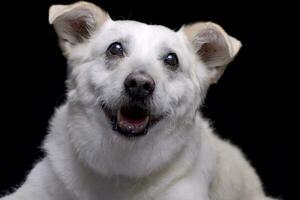 Porträt von ein bezaubernd gemischt Rasse Hund foto