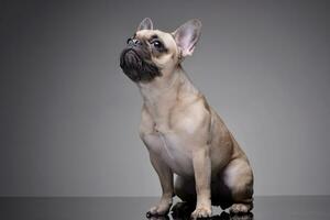 Studio Schuss von ein bezaubernd Französisch Bulldogge foto