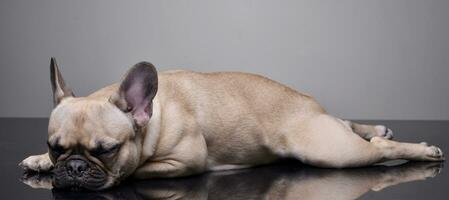 Studio Schuss von ein bezaubernd Französisch Bulldogge foto